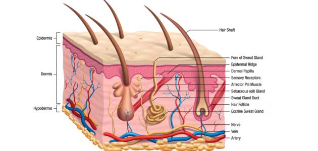 تركيب جلد الإنسان