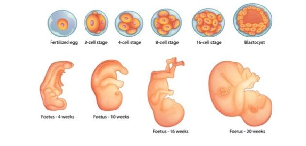 تطور الجنين في الشهر السابع