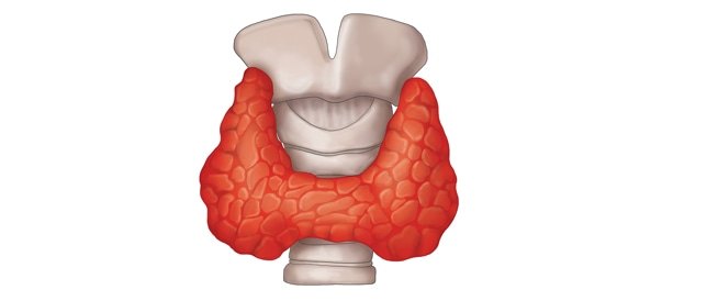 تعرف على أمراض الغدة الدرقية