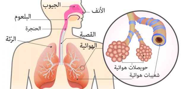 تعريف ومكونات الجهاز التنفسي