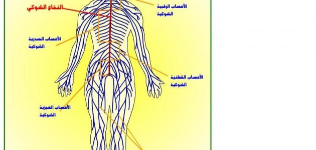 تعريف ومكونات الجهاز العصبي