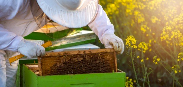 تغذية النحل في الصيف معلومات قد تهمك