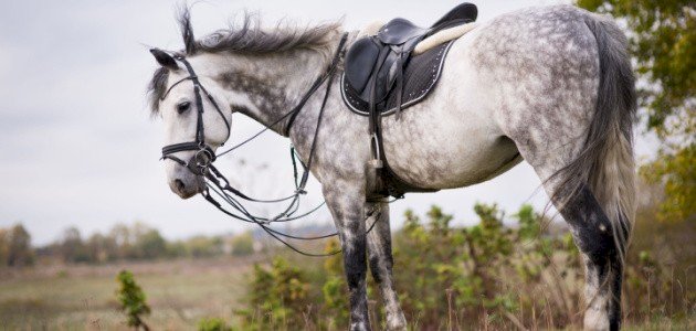 تفسير حلم ركوب حصان أبيض