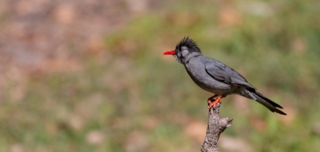 تفسير رؤية البلبل الأسود في المنام