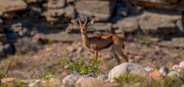 تفسير رؤية الغزال في المنام