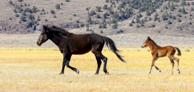 تفسير رؤية الفرس في المنام