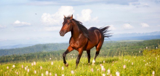 تفسير ركوب الخيل في المنام للمرأة