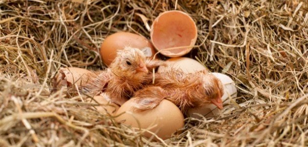 تفقيس بيض الدجاج