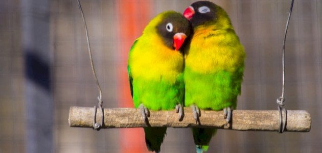 تكاثر طيور الحب