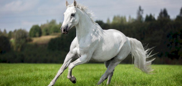 حريري الشقب (خيل عربي أصيل)