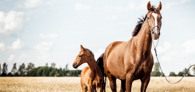 حكم تربية الخيول في الإسلام