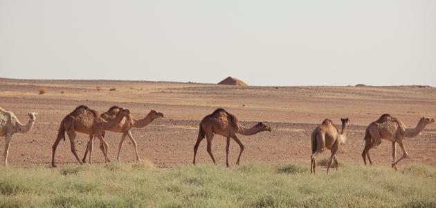 حيوانات البيئة الصحراوية