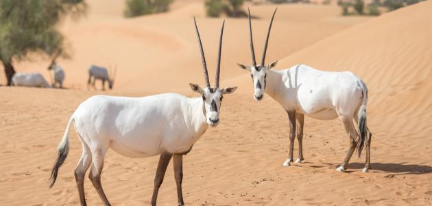 حيوانات مهددة بالانقراض في البحرين