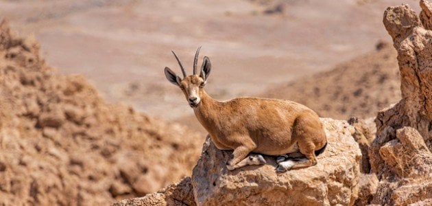 حيوانات مهددة بالانقراض في السعودية