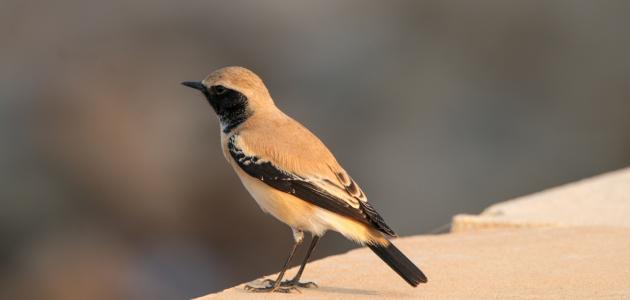 خصائص طائر الأبلق الصحراوي