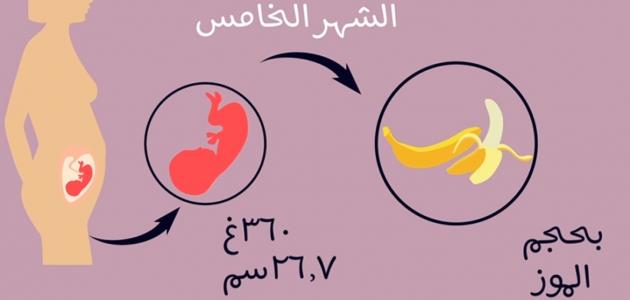 زيادة حركة الجنين في الشهر الخامس