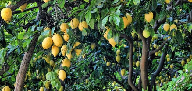 شجر الليمون