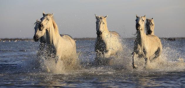 صفات الخيل بشكل عام