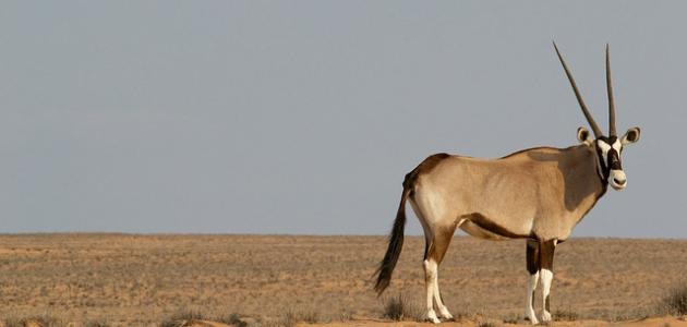 صفات المها العربي وموطنه