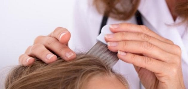 طرق علاج حشرات الشعر