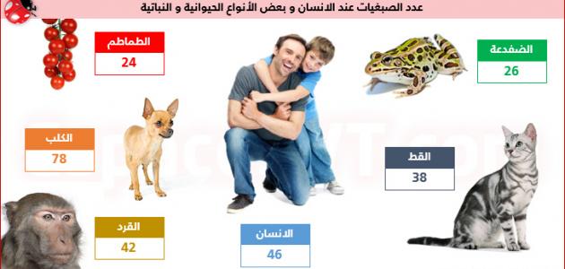 عدد الكروموسومات في الكائنات الحية