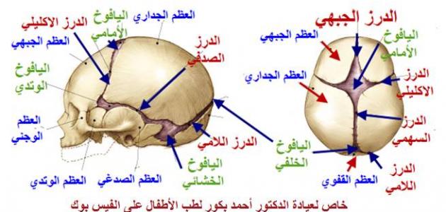 عدد عظام الجمجمة