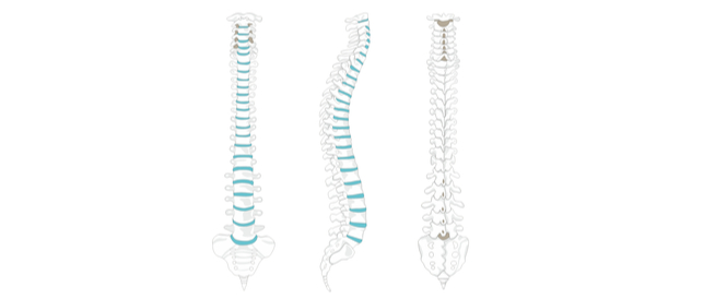 عدد فقرات العمود الفقري ووظائفها