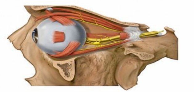 عضلات العين عددها، أنواعها، وظائفها، الأمراض المعرضة لها