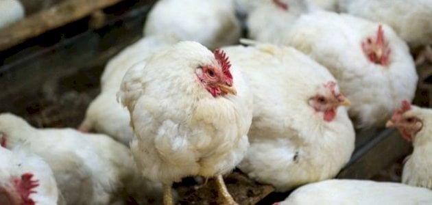 علاج إنفلونزا الطيور عند الدجاج
