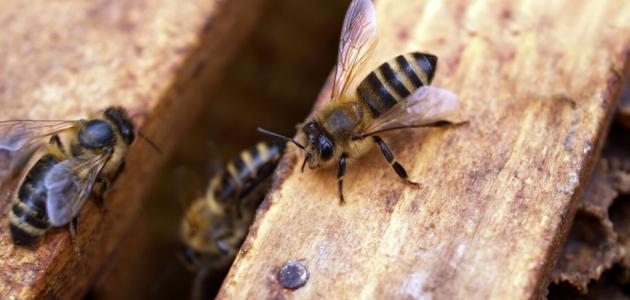 علاجات منزلية للدغات النحل