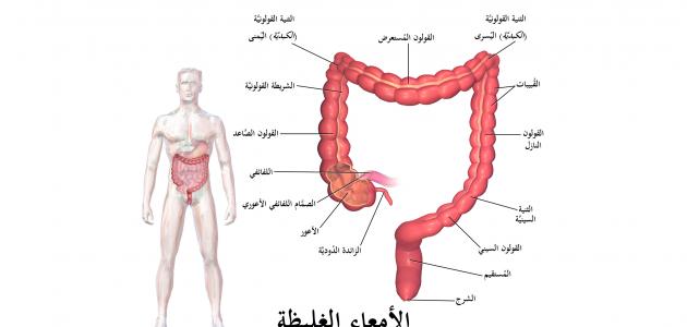 فائدة الزائدة الدودية