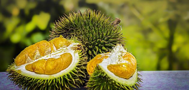 فاكهة الدوريان Durian