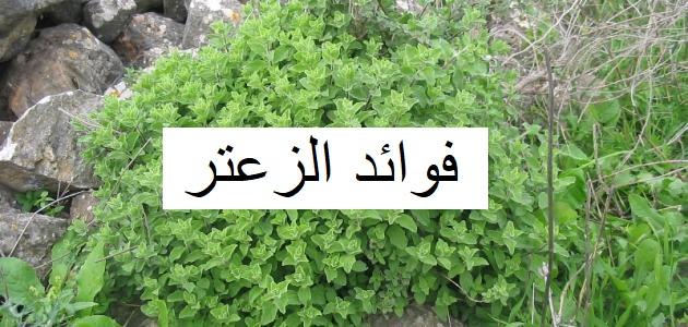 فوائد الزعتر البري للربو