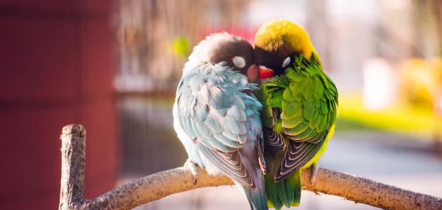 فوائد تواجد طيور الحب في المنزل
