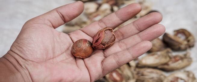 فوائد جوزة الطيب لسرعة القذف