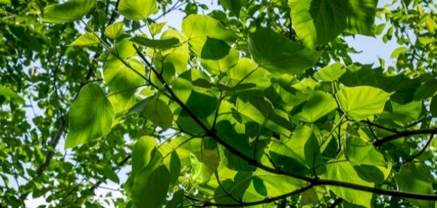 فوائد شجرة الباولونيا