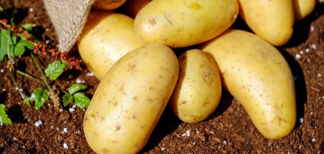 فوائد وأضرار البطاطا