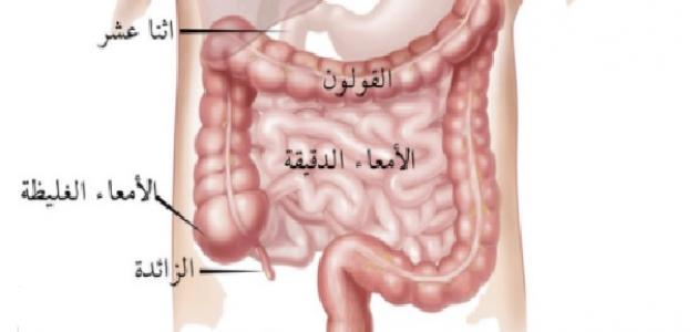 كم طول الأمعاء الدقيقة في جسم الإنسان