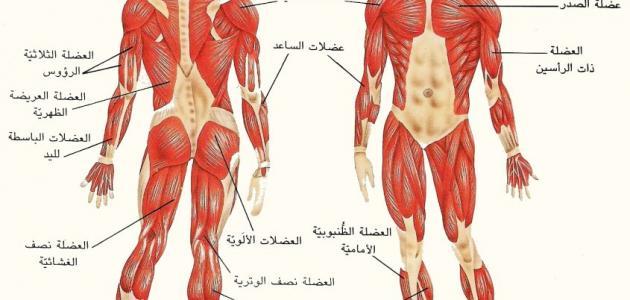 كم عدد العظام في جسم الإنسان