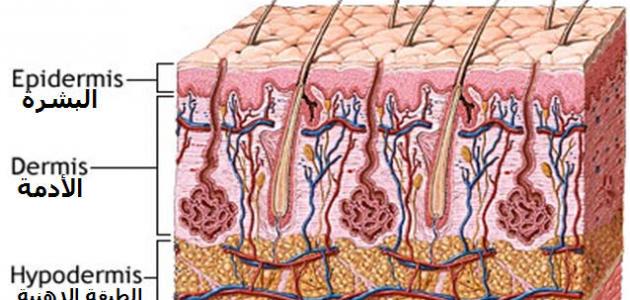كم عدد طبقات جلد الإنسان