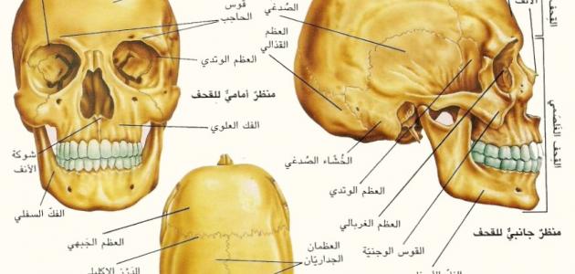 كم عدد عظام الجمجمة