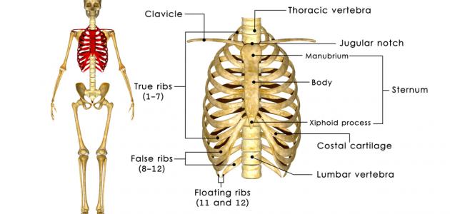 كم عدد عظام القفص الصدري للإنسان