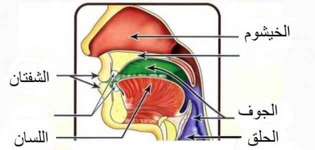 كم عدد مخارج الحروف العربية