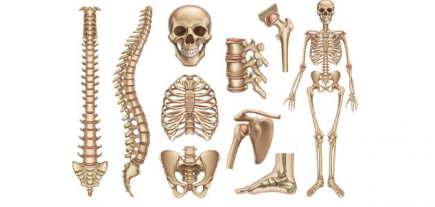 كم عظمة في جسم الإنسان