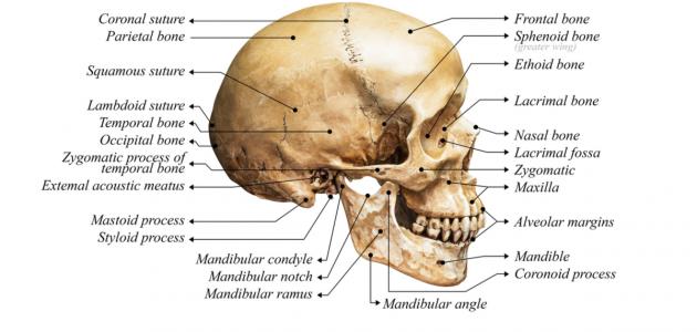 كم عظمة في جمجمة الإنسان