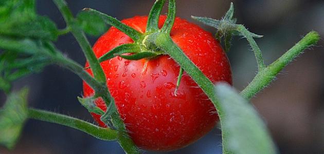 كيف أزرع الطماطم