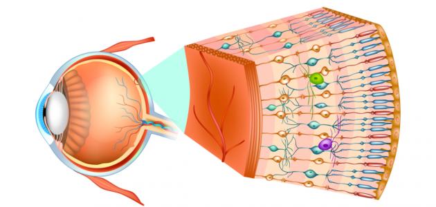 كيف تتم عملية الرؤية عند الإنسان