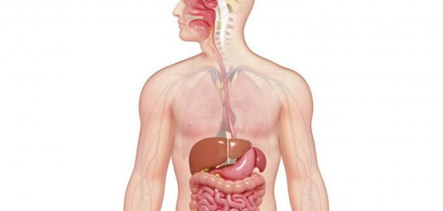 كيف تتم عملية هضم الطعام