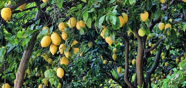 كيف تزرع شجرة الليمون