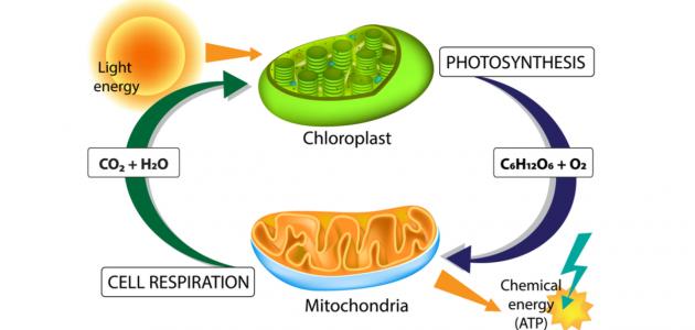 كيف تقوم الخلايا النباتية بصنع الغذاء